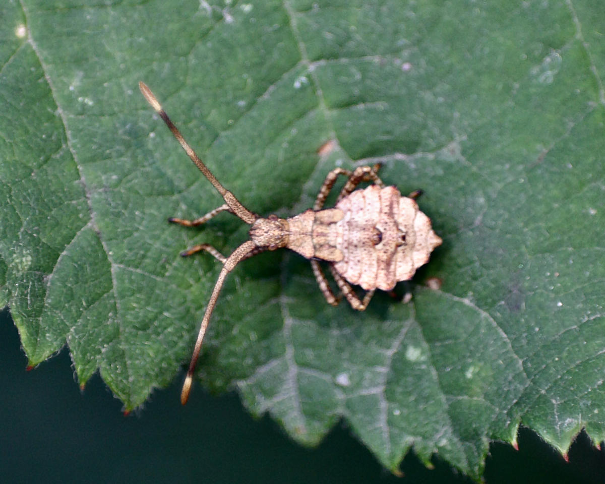 Coreidae: ninfe di Coreus marginatus di Velate (MI)